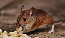 24 Hour & Emergency Exterminators in Otranto, IA